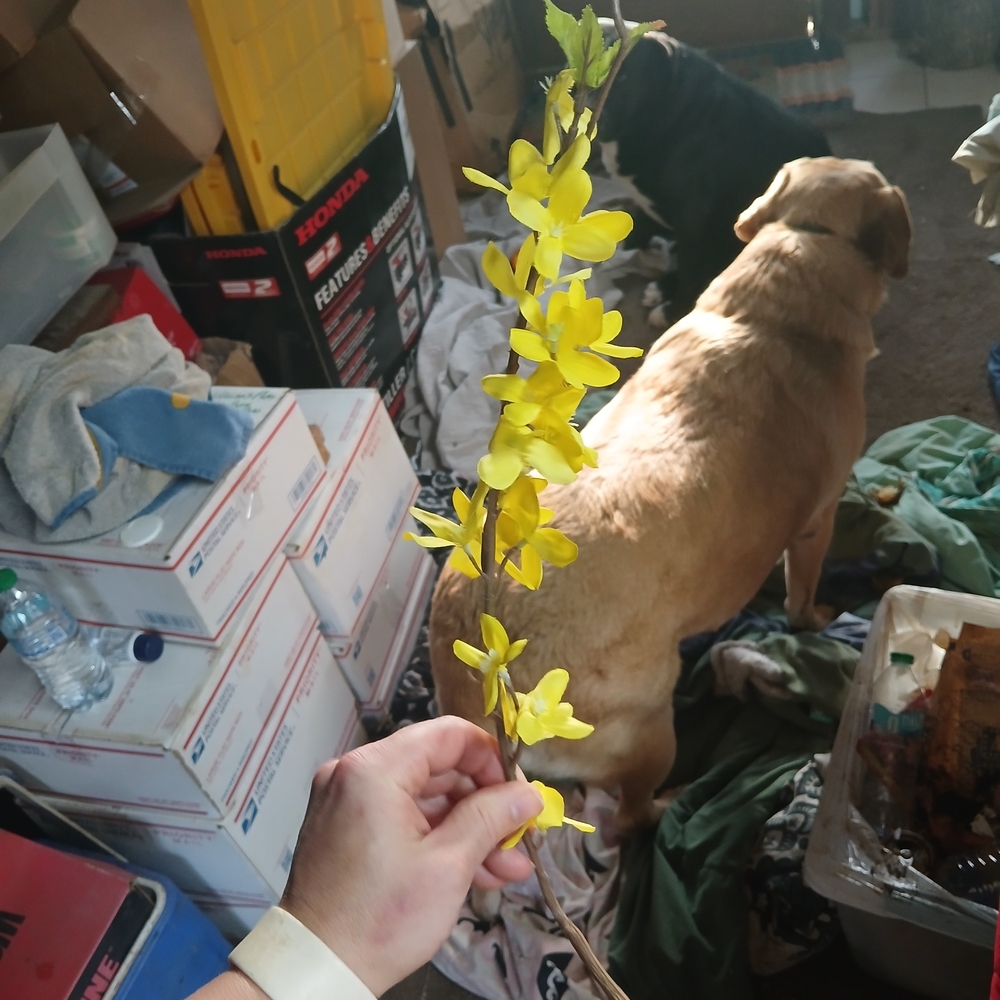 Mainstays Yellow Forsythia Faux Floral Stem